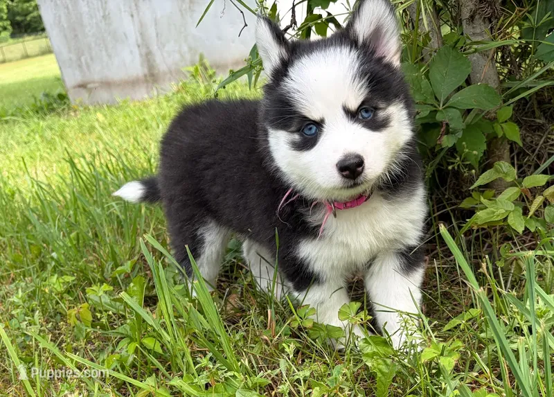 Poppy – Pomsky puppy for sale in Hudsonville, MI