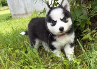 Poppy, a female Pomsky for sale in Hudsonville, MI – 9 of 9