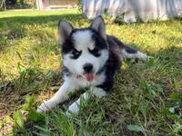 Poppy, a female Pomsky for sale in Hudsonville, MI – 7 of 9