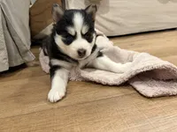 Daisy , a female Pomsky for sale in Hudsonville, MI – 4 of 5