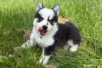 Vine, a male Pomsky for sale in Hudsonville, MI – 10 of 10
