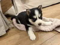 Daisy , a female Pomsky for sale in Hudsonville, MI – 3 of 5
