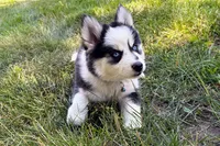 Vine, a male Pomsky for sale in Hudsonville, MI – 5 of 10