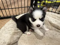 Poppy, a female Pomsky for sale in Hudsonville, MI – 3 of 8