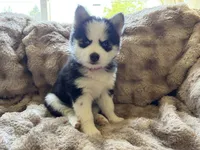 Poppy, a female Pomsky for sale in Hudsonville, MI – 8 of 9