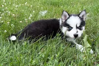 Vine, a male Pomsky for sale in Hudsonville, MI – 8 of 10