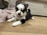 Vine, a male Pomsky for sale in Hudsonville, MI – 2 of 4