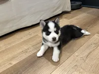 Clover, a male Pomsky for sale in Hudsonville, MI – 1 of 3