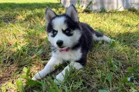 Poppy, a female Pomsky for sale in Hudsonville, MI – 6 of 9