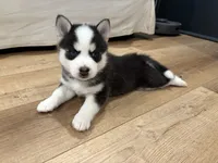 Clover, a male Pomsky for sale in Hudsonville, MI – 3 of 3