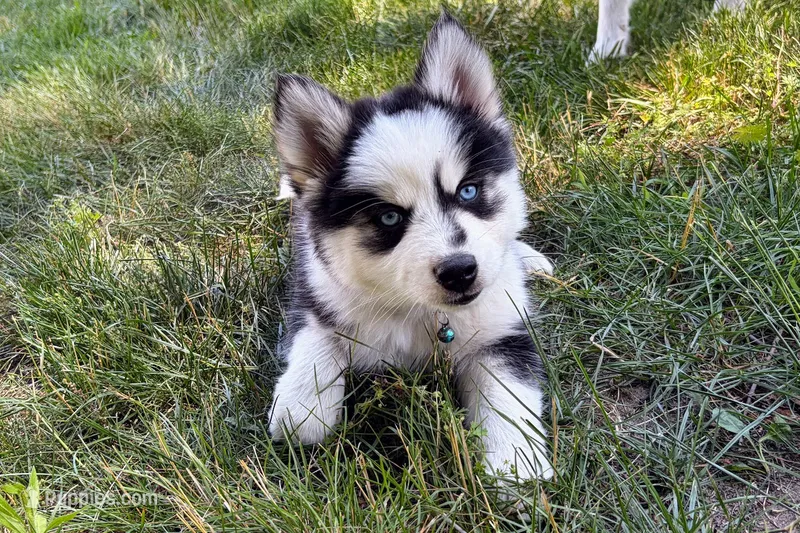 Vine – Pomsky puppy for sale in Hudsonville, MI
