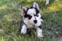 Vine, a male Pomsky for sale in Hudsonville, MI – 2 of 10