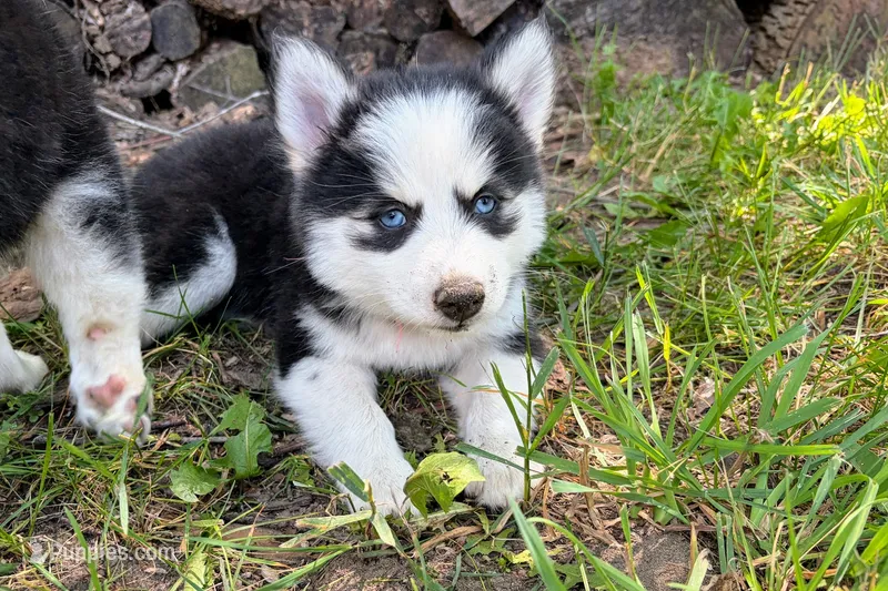 Poppy – Pomsky puppy for sale in Hudsonville, MI
