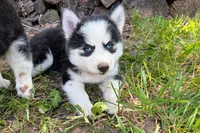 Poppy, a female Pomsky for sale in Hudsonville, MI – 2 of 9