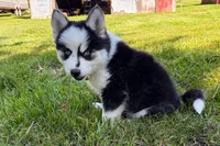 Vine, a male Pomsky for sale in Hudsonville, MI – 6 of 10