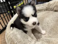 Poppy, a female Pomsky for sale in Hudsonville, MI – 2 of 8