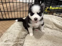 Poppy, a female Pomsky for sale in Hudsonville, MI – 4 of 8