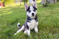 Clover, a male Pomsky for sale in Hudsonville, MI – 2 of 10