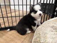 Poppy, a female Pomsky for sale in Hudsonville, MI – 8 of 8