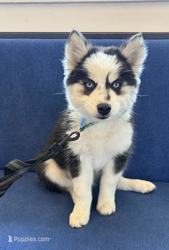 Vine – Pomsky puppy on hold in Hudsonville, MI