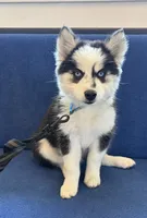 Vine, a male Pomsky for sale in Hudsonville, MI – 1 of 10