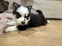 Vine, a male Pomsky for sale in Hudsonville, MI – 3 of 4