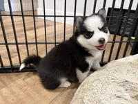 Poppy, a female Pomsky for sale in Hudsonville, MI – 7 of 8