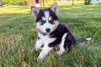 Daisy , a female Pomsky for sale in Hudsonville, MI – 4 of 7
