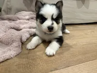 Vine, a male Pomsky for sale in Hudsonville, MI – 4 of 4