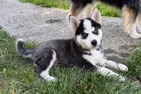 Clover, a male Pomsky for sale in Hudsonville, MI – 4 of 10