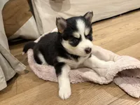 Daisy , a female Pomsky for sale in Hudsonville, MI – 5 of 5