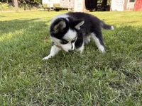 Vine, a male Pomsky for sale in Hudsonville, MI – 9 of 10