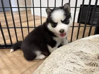 Poppy, a female Pomsky for sale in Hudsonville, MI – 6 of 8