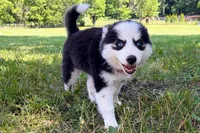Poppy, a female Pomsky for sale in Hudsonville, MI – 5 of 9