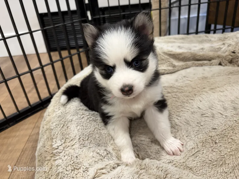 Poppy – Pomsky puppy for sale in Hudsonville, MI