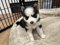 Poppy, a female Pomsky for sale in Hudsonville, MI – 1 of 8