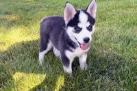 Clover, a male Pomsky for sale in Hudsonville, MI – 7 of 10