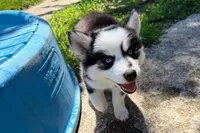 Vine, a male Pomsky for sale in Hudsonville, MI – 3 of 10