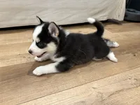 Clover, a male Pomsky for sale in Hudsonville, MI – 2 of 3