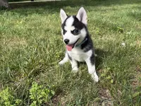Clover, a male Pomsky for sale in Hudsonville, MI – 10 of 10