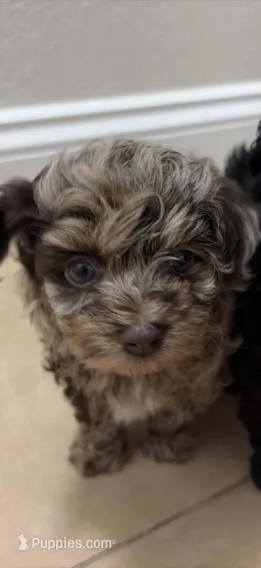 REECES toy Doodle – Miniature Aussiedoodle puppy for sale in Fair Grove, MO