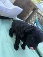 Rolo toy Doodle, a male Miniature Aussiedoodle for sale in Fair Grove, MO – 6 of 9