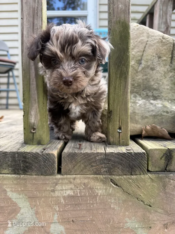 Tiny Tot – Aussiedoodle puppy for sale in Fair Grove, MO
