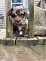 Tiny Tot, a male Aussiedoodle for sale in Fair Grove, MO – 1 of 5