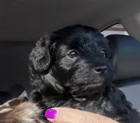 Rolo toy Doodle, a male Miniature Aussiedoodle for sale in Fair Grove, MO – 4 of 9