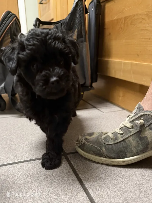 Rolo toy Doodle – Miniature Aussiedoodle puppy for sale in Fair Grove, MO