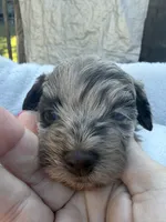 REECES toy Doodle, a male Miniature Aussiedoodle for sale in Fair Grove, MO – 4 of 7