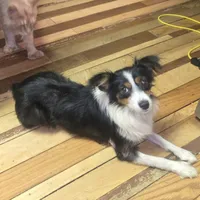 Moxie , a female Miniature Australian Shepherd for sale in Fair Grove, MO – 2 of 2