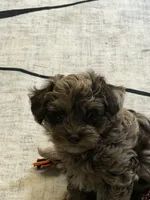 Tiny Tot, a male Aussiedoodle for sale in Fair Grove, MO – 3 of 5