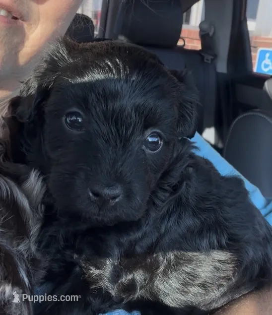 Rolo – Miniature Aussiedoodle puppy for sale in Fair Grove, MO